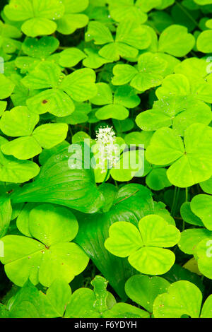 Wild Lily Of The Valley (Maianthemum Canadensis) in voller Blüte an Blüte Lake Trail, Clatsop State Forest, Oregon Stockfoto