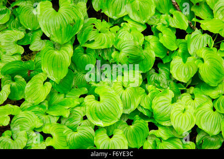 Wild Lily Of The Valley (Maianthemum Canadensis) entlang Mücke Creek Trail, Clatsop State Forest, Oregon Stockfoto