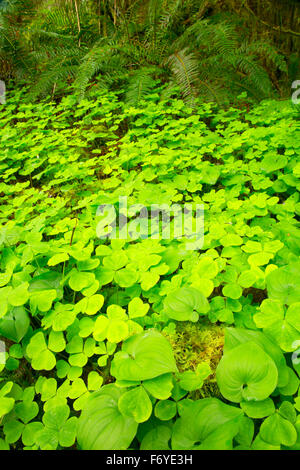 Wild Lily Of The Valley (Maianthemum Canadensis) mit Oxalis entlang Mücke Creek Trail, Clatsop State Forest, Oregon Stockfoto