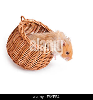 Hamster in einem Korb auf einem weißen Hintergrund isoliert Stockfoto