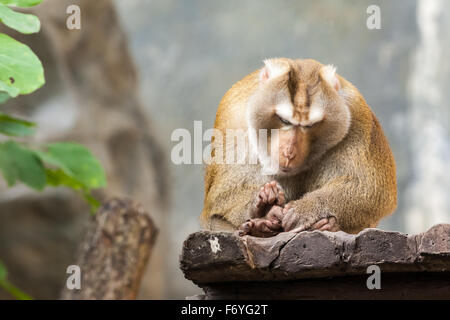 auf einem Hochplateau ist eine südliche Pig tailed macaque Stockfoto