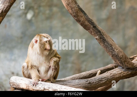 auf einem Hochplateau ist eine südliche Pig tailed macaque Stockfoto