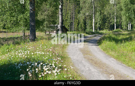 Schotterstraße führt durch Wiesen und Wald. Daisy, Leucanthemum Vulgare, Rot-Klee am Straßenrand. Eintritt in ein altes Gehöft Stockfoto