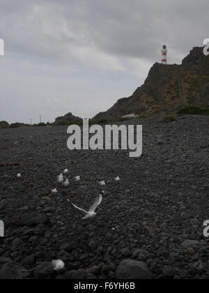 Möwen auf einem felsigen Strand unten Cape Palliser Lighthouse, Wairarapa, Neuseeland Stockfoto