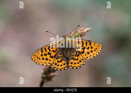 Pearl grenzt Fritillary Butterfly; Clossiana Euphrosyne Single auf Blume; Cornwall; UK Stockfoto