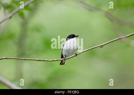 Pied Flycatcher; Ficedula Hypoleuca einzigen männlichen; Devon; UK Stockfoto