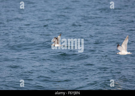 Pomarine Skua; Stercorarius Pomarinus Single im Flug; Nordsee; UK Stockfoto