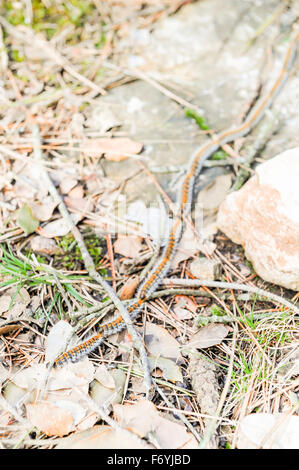 Kiefer-Pinienprozessionsspinner Raupen (Thaumetopoea Pityocampa), Katalonien, Nordspanien Stockfoto