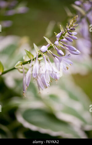 Violette Funkia Blüten Makro, sommergrüne mehrjährige Pflanze in der Familie der Asparagaceae, genannt Hostas oder Wegerich Lilien, Blumen... Stockfoto