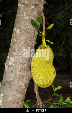 Jackfrüchte (Artocarpus Heterophyllus) Taman Negara Nationalpark, Malaysia, Südost-Asien Stockfoto