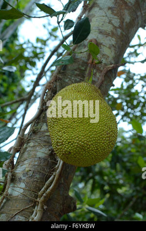 Jackfrüchte (Artocarpus Heterophyllus) Taman Negara Nationalpark, Malaysia, Südost-Asien Stockfoto