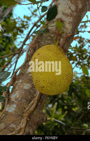 Jackfrüchte (Artocarpus Heterophyllus) Taman Negara Nationalpark, Malaysia, Südost-Asien Stockfoto