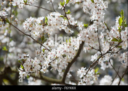 Weiße Ausblühungen Kirschbaum Zweige Makro, hellen jungen Blätter beginnt zu wachsen und Blütenstände Natur Detail, frische Blüte Stockfoto