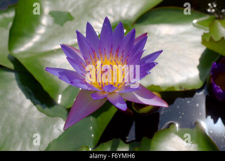 29. August 2008 - Malaysia - Blue Lotus, Seerose (Nymphaea Caerulea), Kuala Lumpur, Malaysia, Südost-Asien (Credit-Bild: © Andrey Nekrassow/ZUMA Wire/ZUMAPRESS.com) Stockfoto