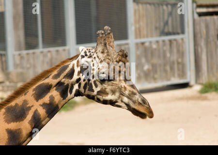 das Bild der Giraffen hautnah, während der rest Stockfoto