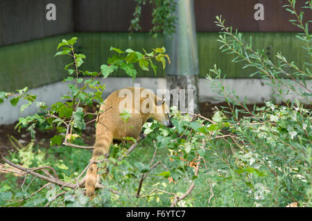 der große Nase Waschbär nach Mahlzeit sehr fröhlich Zeit verbringt Stockfoto