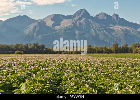 Blühende Kartoffelfeld, Chugach Berge in der Ferne. Stockfoto