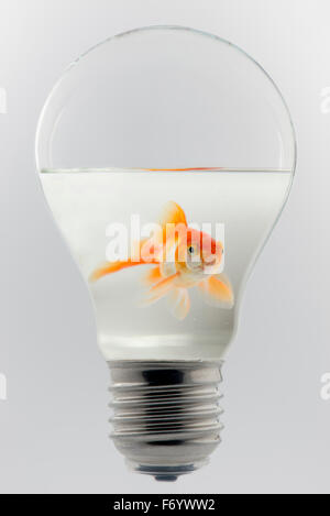 Konzept der einen Goldfisch in einer Glühbirne Stockfoto