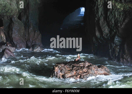 Steller Seelöwen in ihrer Höhle in Oragon den Vereinigten Staaten Stockfoto