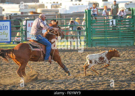 Cowboy jagt eine Kalb beim Rodeo in Arco Idaho USA Stockfoto