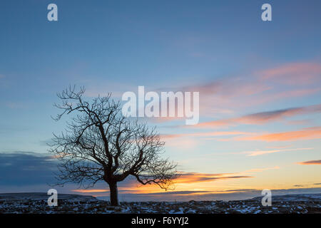 Ein Weißdorn Baum auf einem verschneiten Kalkstein Pflaster in den Yorkshire Dales, fotografiert in Souther Maßstäben am Hang des Ingleborough Stockfoto