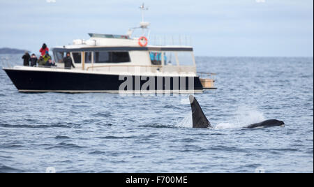 Walsafari auf Rib-Boot in der Arktis Stockfoto