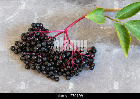 Schwarzer Holunder, Sambucus Nigra, Doldentraube und Blätter auf Schiefer Hintergrund. Kopieren Sie Raum, Nahaufnahme, selektiven Fokus Stockfoto