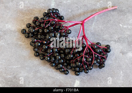 Schwarzer Holunder, Sambucus Nigra, Doldentraube auf Schiefer. Kopieren Sie Raum, Nahaufnahme, Tiefenschärfe, auf Schiefer Hintergrund isoliert Stockfoto