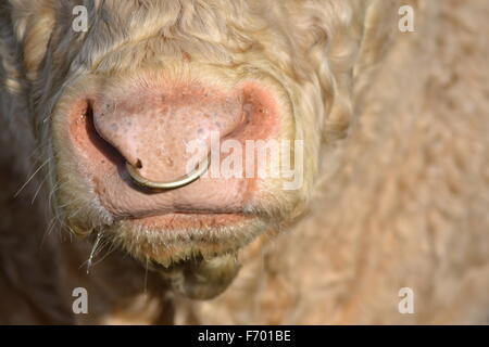 Nahaufnahme eines Stiers mit Ring in der Nase Stockfoto