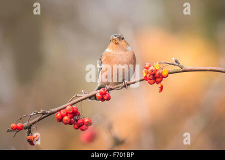 Eine männliche Buchfink, Fringilla Coelebs, Essen Sorbus, Rowan, Beeren von einem Baum. Farben des Herbstes sind deutlich sichtbar. Stockfoto