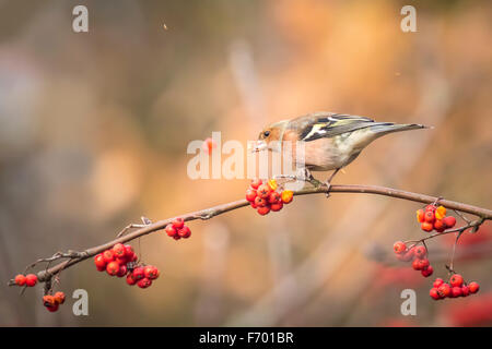 Eine männliche Buchfink, Fringilla Coelebs, Essen Sorbus, Rowan, Beeren von einem Baum. Farben des Herbstes sind deutlich sichtbar. Stockfoto