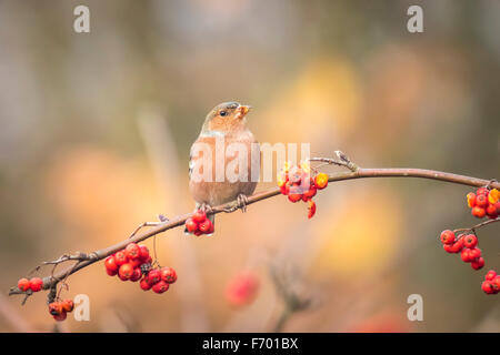 Eine männliche Buchfink, Fringilla Coelebs, Essen Sorbus, Rowan, Beeren von einem Baum. Farben des Herbstes sind deutlich sichtbar. Stockfoto