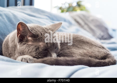 Eine graue Katze ruhen auf einem Bett Stockfoto