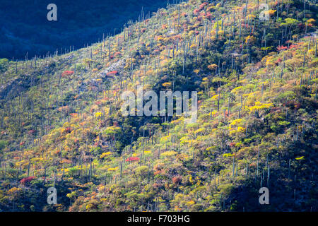 Bunte Kaktus bedeckt Hügel im Norden von Oaxaca, Mexiko. Stockfoto