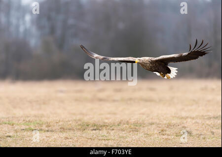 Erwachsenen Seeadler im Flug Stockfoto