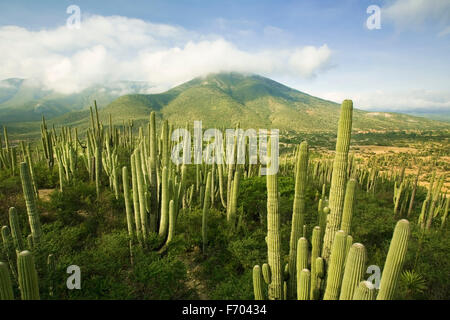 Kakteen-Landschaft in Tehuacan Cuicatlan Reserve, Puebla, Mexiko Stockfoto