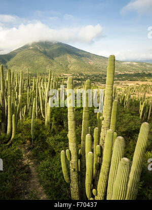 Kakteen-Landschaft in Tehuacan Cuicatlan Reserve, Puebla, Mexiko Stockfoto