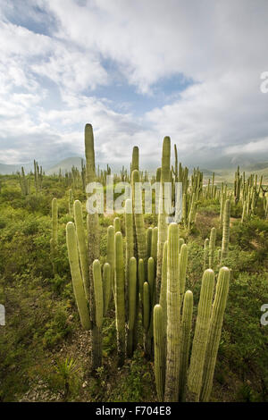 Kaktus in der Tehuacán-Cuicatlán-Reserve in der Nähe von Zapotitlan, Puebla, Mexiko. Stockfoto
