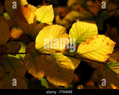 Fett Herbst Bild des sonnigen gelb braun und gold Herbstlaub mit grünen Reflexen vor einem dunklen düsteren Hintergrund Stockfoto