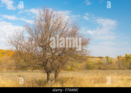Wilde weitverzweigt Apfelbaum auf der am Rande des landwirtschaftlichen Bereich in der Sumskaja Oblast, Ukraine Stockfoto