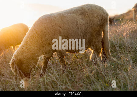 Schafbeweidung im Feld letzte Stunde des angenehmen Sonnenschein genießen Stockfoto