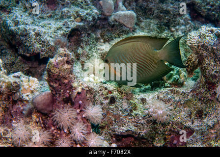 Gestreifte Bristeltooth, Ctenochaetus Striatus, Acanthuridae, Doktorfisch, Sharm el Sheikh, Rotes Meer, Ägypten Stockfoto