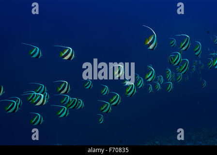 Schulzeit Bannerfish, Heniochhus Diphreutes, Chetodontidae, Sharm el Sheikh, Rotes Meer, Ägypten Stockfoto