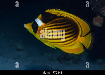 Gestreifte Butterflyfish, Chaetodontidae Fasciatus, Chaetodontidae, Rotes Meer, Sharm el-Sheikh, Ägypten Stockfoto