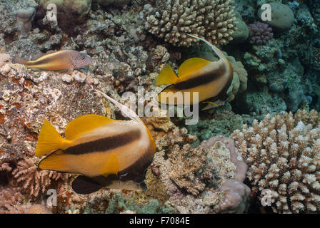 Heniochus Intermedius, roten Meer Bannerfish, Chaetodontidae, Sharm el Sheikh, Rotes Meer, Ägypten Stockfoto