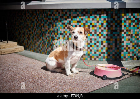 Süße Jack Russell Terrier neben Rosa Wasserschale mit bunten Kacheln Stockfoto