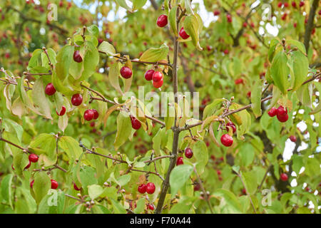 Cornelian Kirsche, europäische Kornel oder Dogwood, Cornus Mas Stockfoto