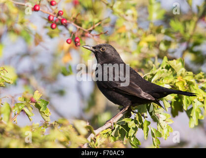 Männliche Amsel Turdus Merula thront im Weißdorn Busch Stockfoto