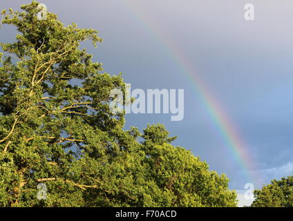 Natürlicher Regenbogen am tiefblauen Himmel über Bright Grünwald Stockfoto