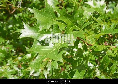 Scharlachrote Eiche, Quercus coccinea, grüne Blätter aus nächster Nähe Stockfoto